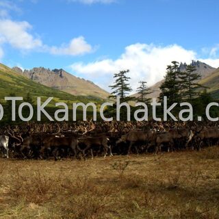 Kamchatka. Reindeer Herds. Exclusive tours to Kamchatka