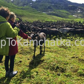 Kamchatka. Reindeer Herds. Foto tours to Kamchatka