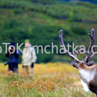 Kamchatka. Reindeer Herds. Exclusive tours to Kamchatka